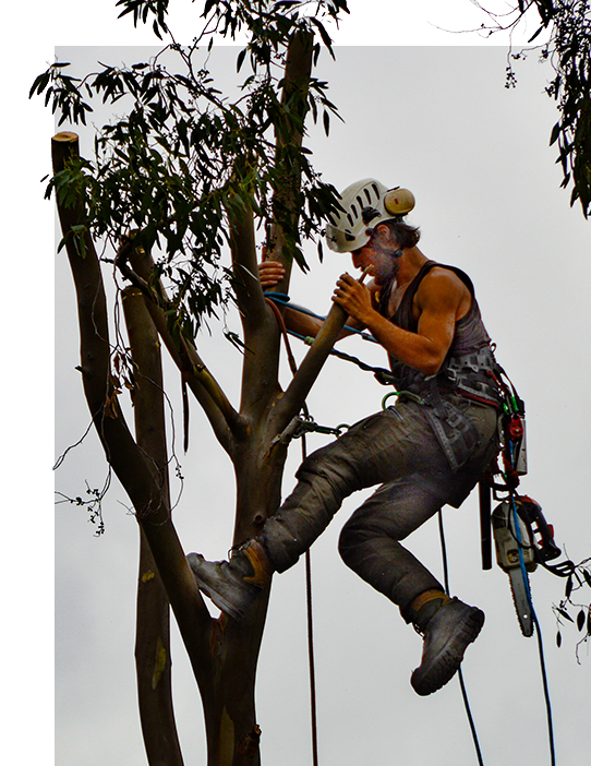 tree services digital marketing agency tree-services-digital-marketing-agency